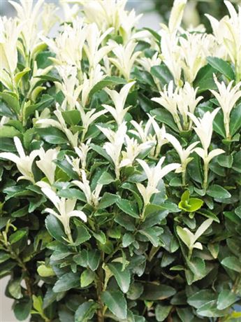 brslen japonský 'Paloma Blanca'