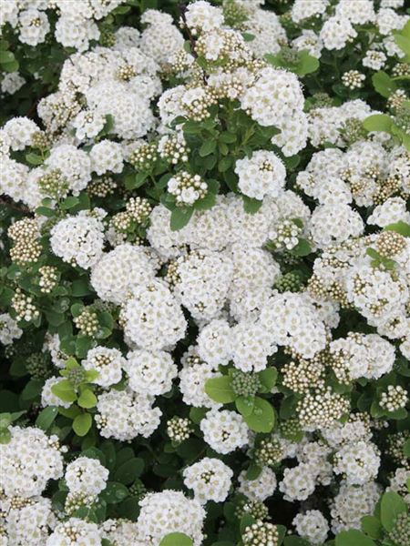 tavolník břízolistý 