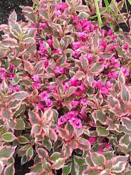 vajgélie květnatá 