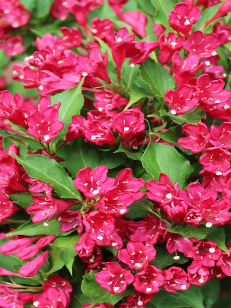 vajgélie květnatá 