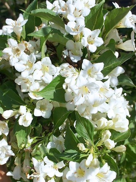 vajgélie květnatá 