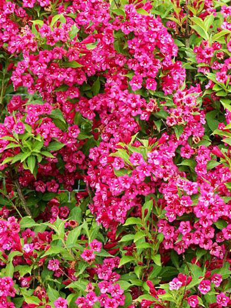 vajgélie květnatá 