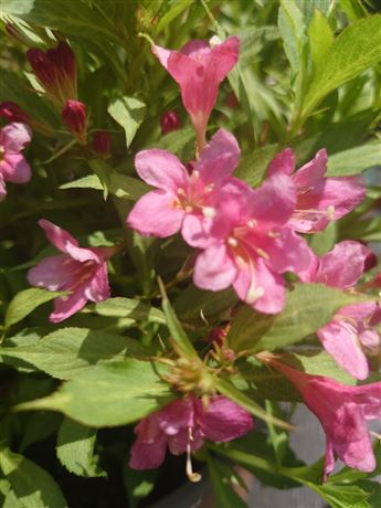 Vajgélie květnatá 'Picobella Rosa'