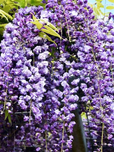 vistárie květnatá 