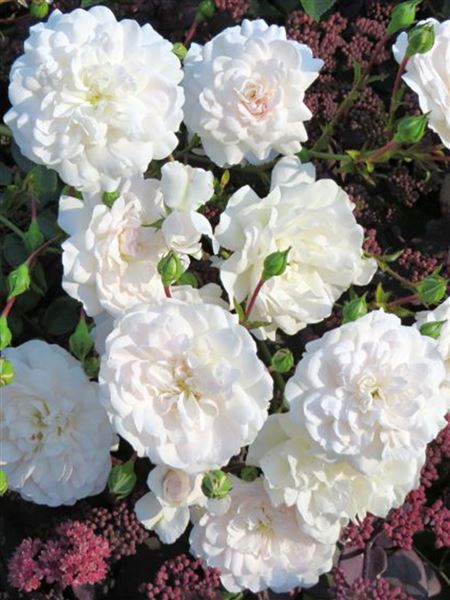 růže půdopokryvná 