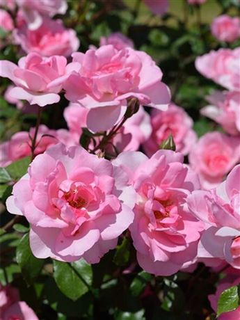růže keřová 'Bordüre Rose'
