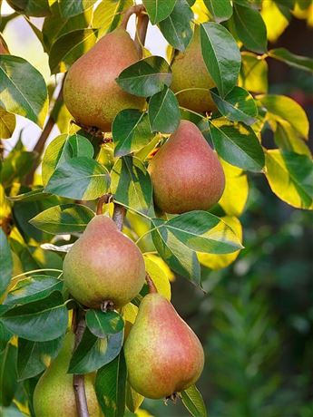 hrušeň sloupcová 'Garden Gem'