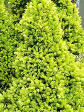 smrk sivý 'Biesenthaler Frühling'