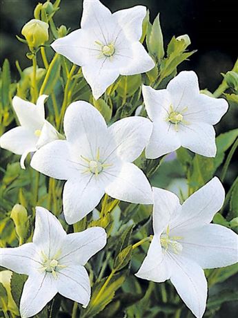 boubelka velkokvětá 'Fuji White'