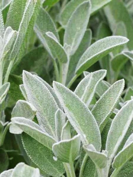 Šalvěj lékařská