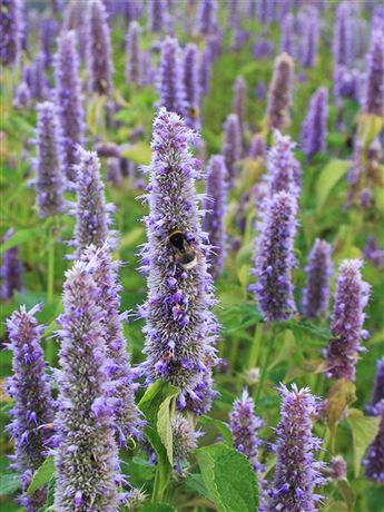 agastache anýzová