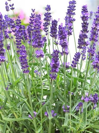 Levandule lékařská 'Hidcote'