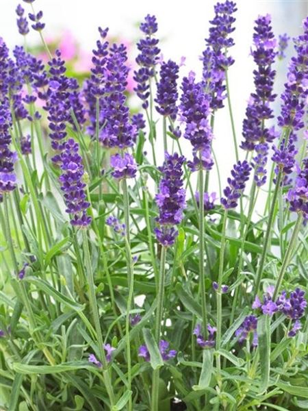 Levandule lékařská 