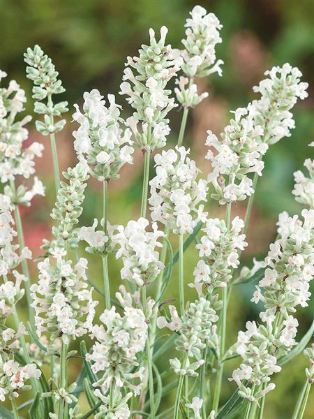 levandule lékařská 