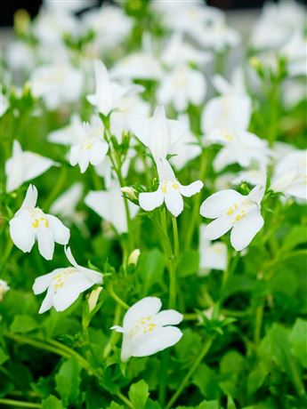 mazus plazivý 'Albus'