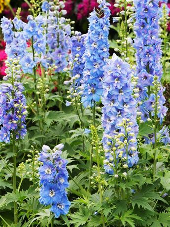 stračka 'Magic Fountain Sky Blue/White Bee'