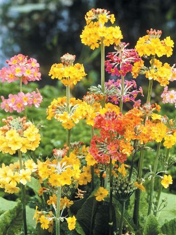 prvosenka Bulleyova 'MIX'