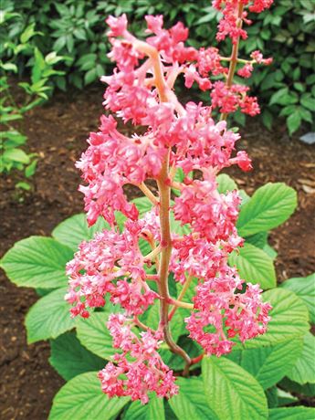 rodgersie kaštanolistá 'Rosea'