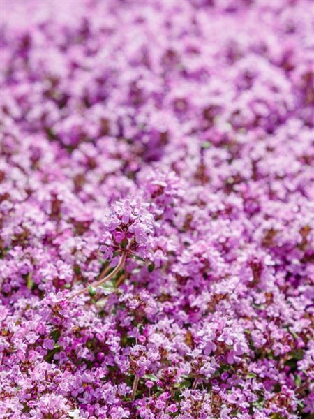 mateřídouška úzkolistá 