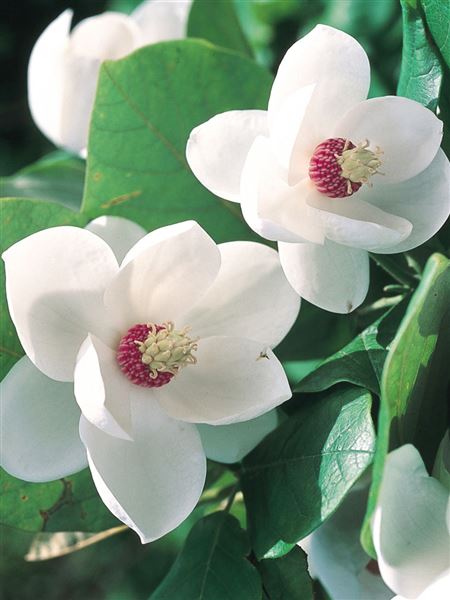 šácholan Sieboldův