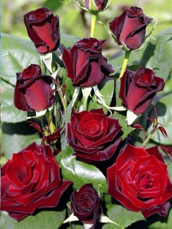 růže velkokvětá 'Barkarola'