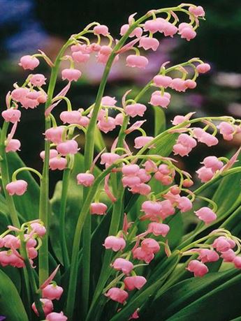 konvalinka vonná 'Rosea'