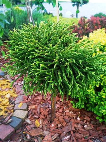 kryptomerie japonská 