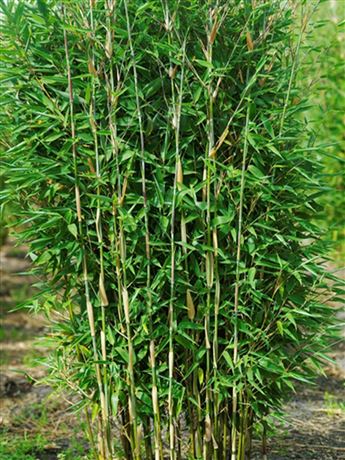 fargésie 'Maasai'