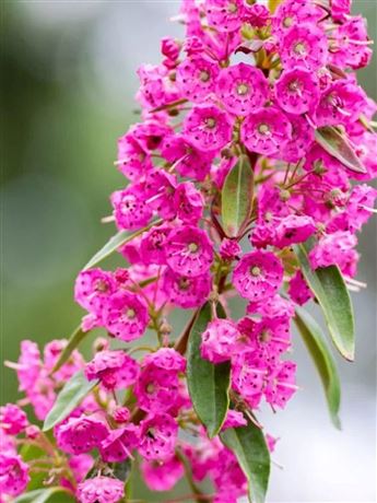 mamota úzkolistá 'Rubra'