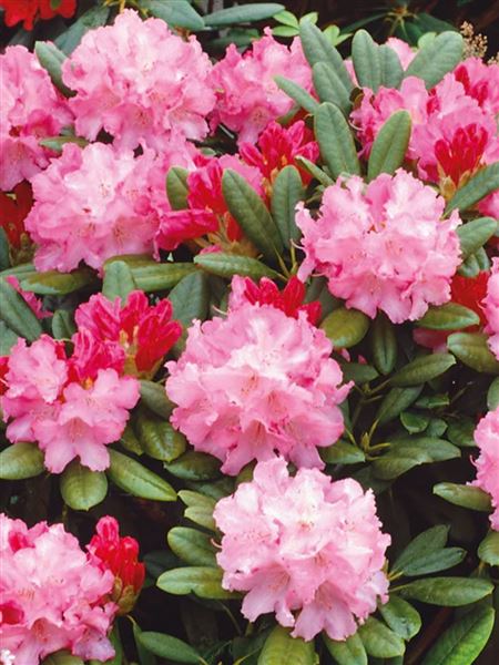 pěnišník jakušimský 