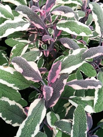 šalvěj lékařská 'Tricolor'