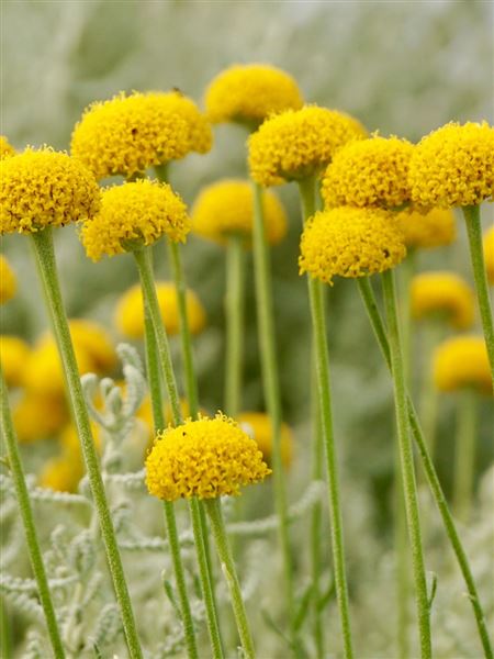 Svatolína cypřiškovitá