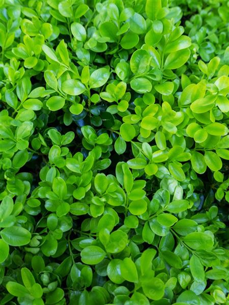 Zimostráz vždyzelený