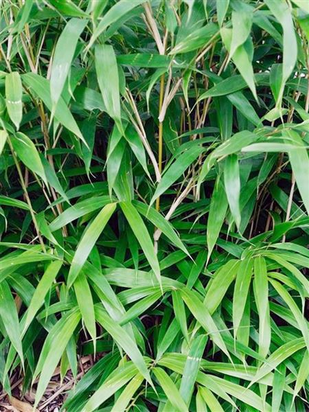 Pseudosasa japonská