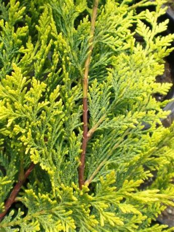 Cypřišovec Leylandův 