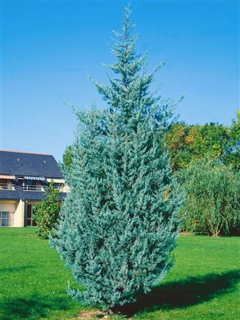 cypřiš arizonský 'Fastigiata'