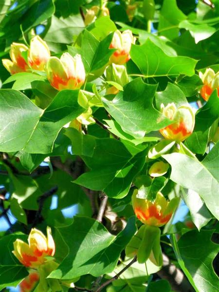 Liliovník tulipánokvětý