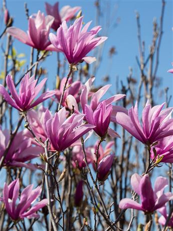 šácholan obvejčitý 'Purpurea'