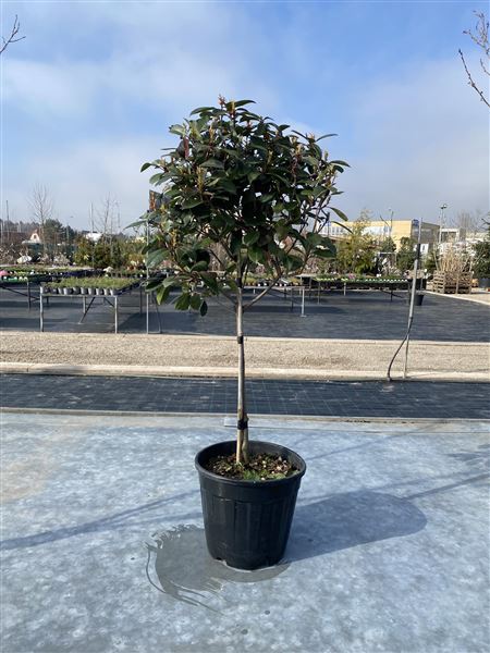 Blýskavka Fraserova 