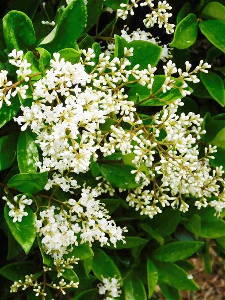 ptačí zob japonský 