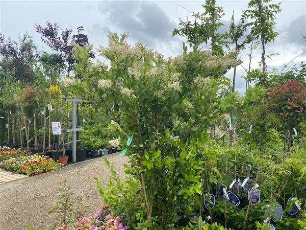 ptačí zob japonský 