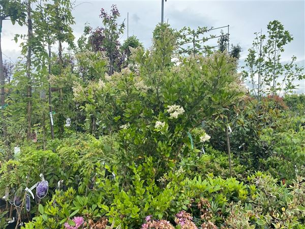 ptačí zob japonský 