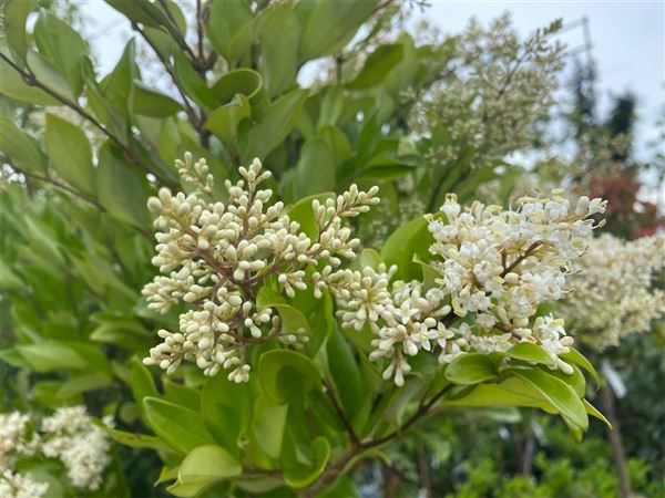 ptačí zob japonský 