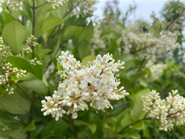 ptačí zob japonský 