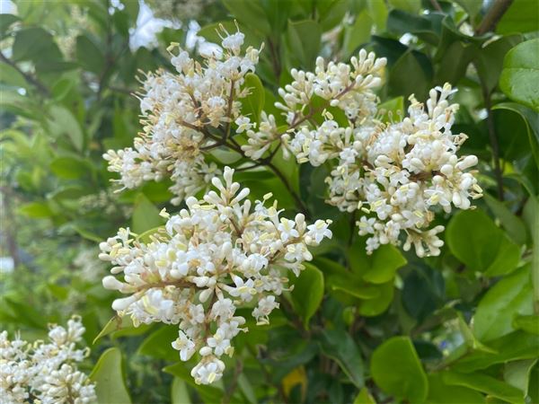 ptačí zob japonský 