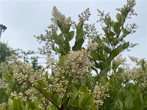 ptačí zob japonský 