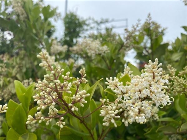 ptačí zob japonský 