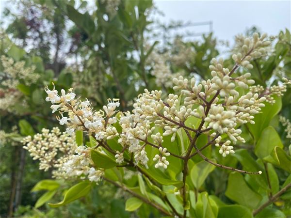 ptačí zob japonský 