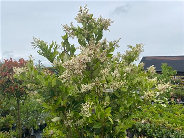 ptačí zob japonský 