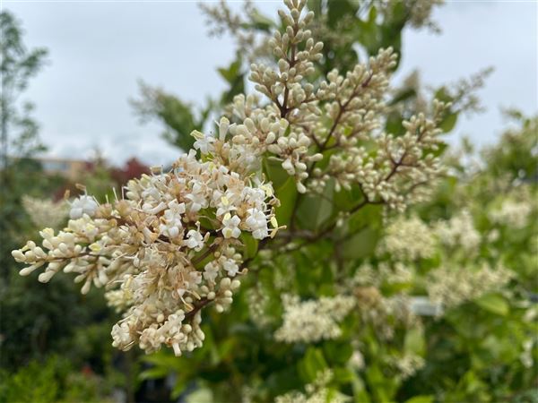 ptačí zob japonský 